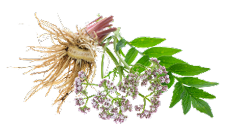 Valerian Root