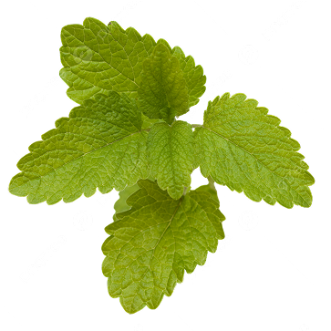 Lemon Balm