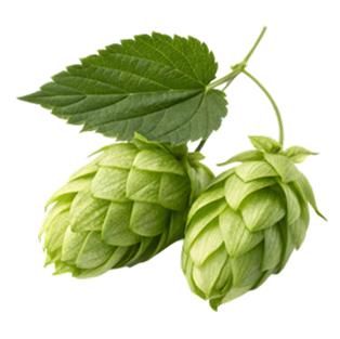 Hops