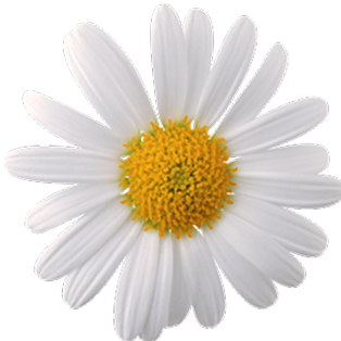 Chamomile