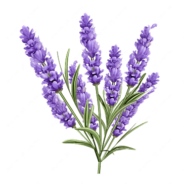 Lavender