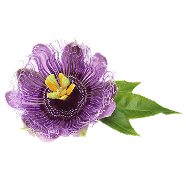Passionflower