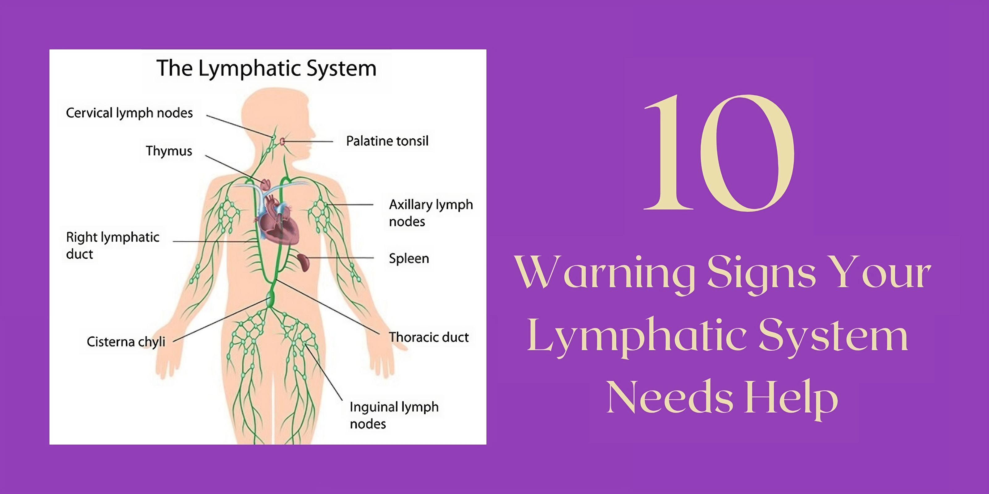 10 Warning Signs Your Lymphatic System Needs Help